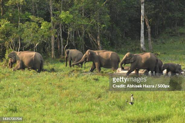 full frame view of a herd of wild animals grazing in nature during day,india - indian elephant stock pictures, royalty-free photos & images