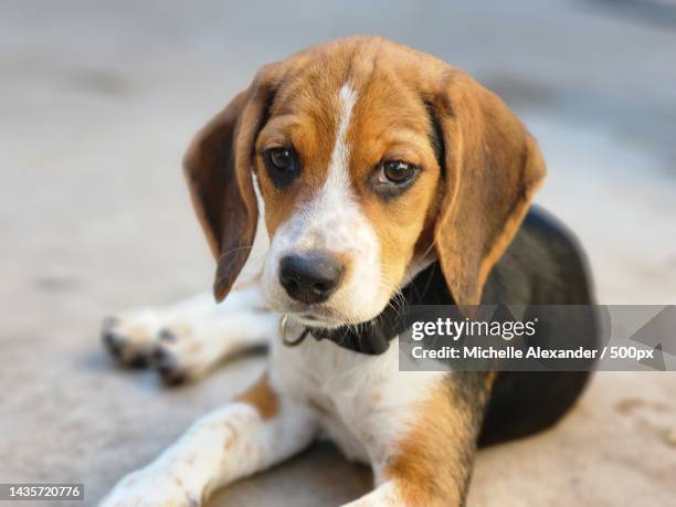 close-up portrait of beagle sitting outdoors - rassehund stock-fotos und bilder