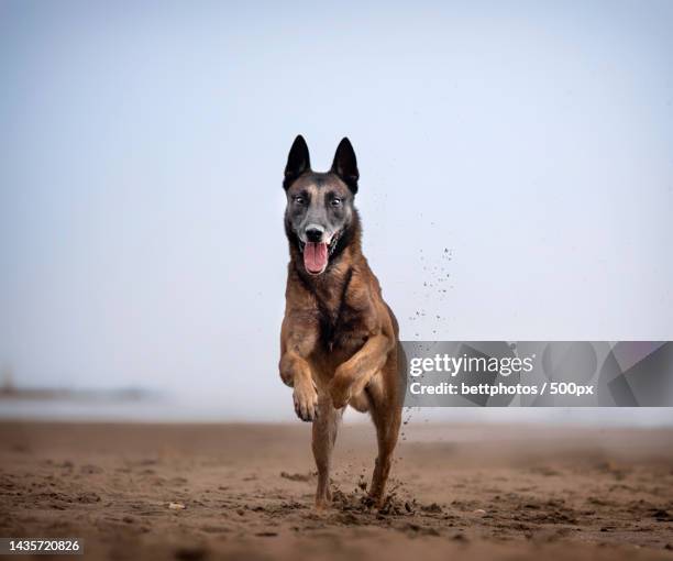 belgian malinois dog jumping and running on the beach - belgian malinois stock-fotos und bilder