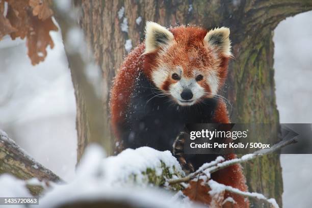 portrait of red panda sitting on snowy tree trunk - red panda stock pictures, royalty-free photos & images