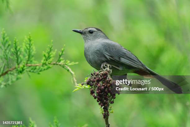 close-up of songbird perching on plant,jamaica bay wildlife refuge,united states,usa - jamaica bay wildlife refuge stock pictures, royalty-free photos & images