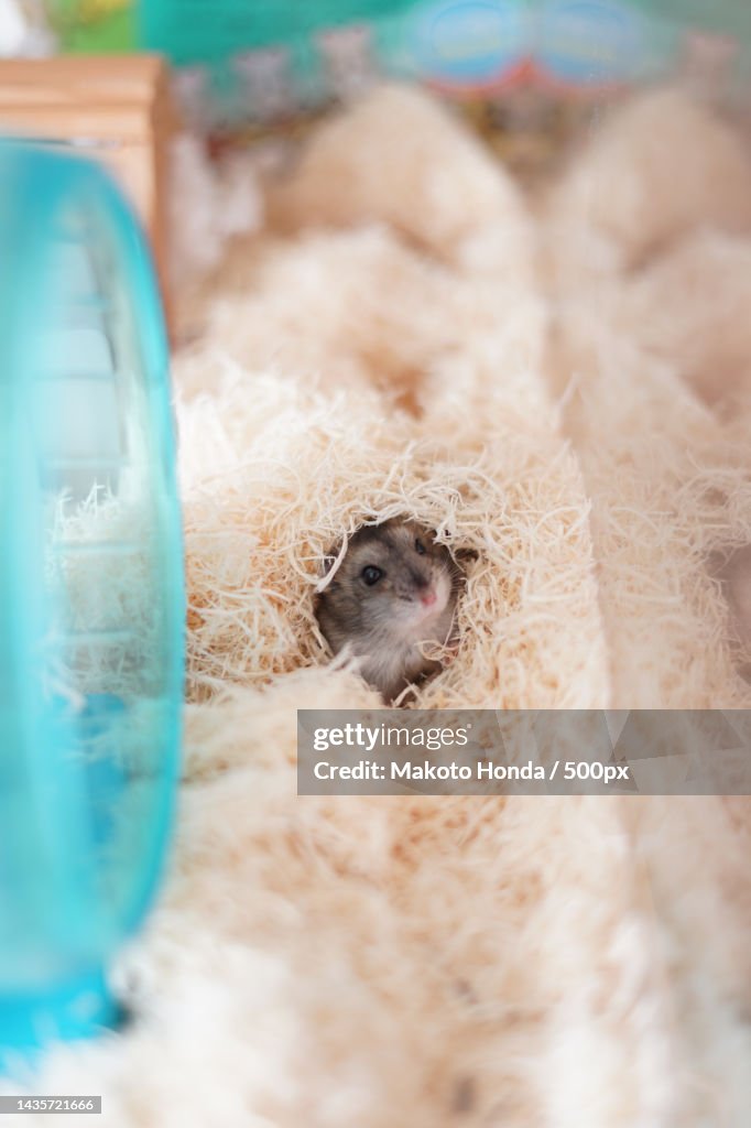 High angle view of rabbit in container