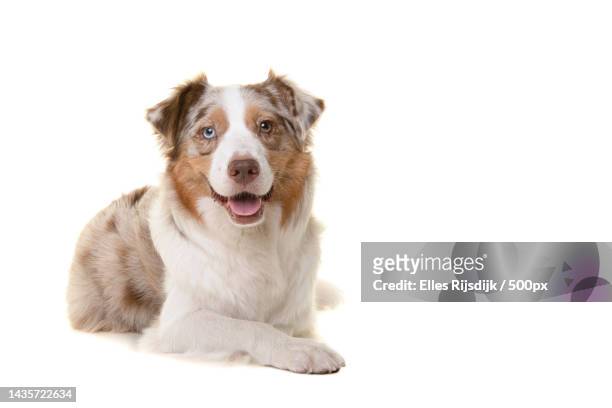 pretty australian shepherd dog looking at the camera lying down isolated on a white background,netherlands - dog lying down stock pictures, royalty-free photos & images