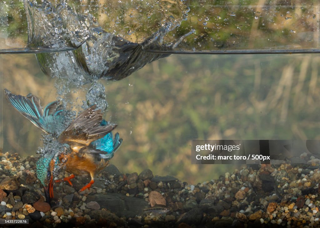 Side view underwater view of bird diving in water tank
