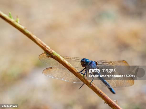 close-up of dragonfly on twig,la granja de san ildefonso,spain - animales granja stock pictures, royalty-free photos & images