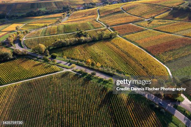 aerial view on vineyard landscape in autumn - rhineland palatinate stockfoto's en -beelden