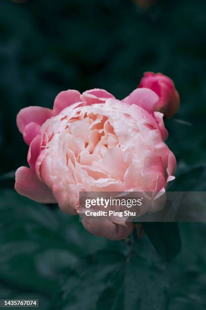 chinese herbaceous peony - vector stock pictures, royalty-free photos & images