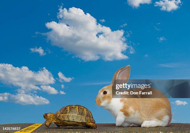 tortoise and hare, finish line - animal win fotografías e imágenes de stock