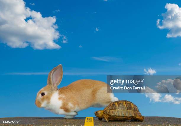tortoise and hare, start - langzaam stockfoto's en -beelden