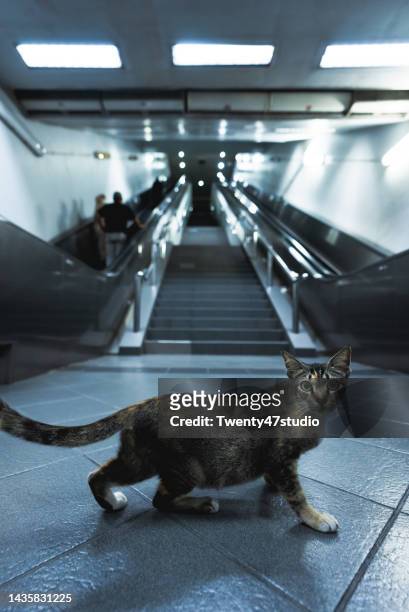 stray cat in a subway station in kuala lumpur - stray animal foto e immagini stock