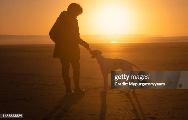 hundetraining bei sonnenuntergang - romantische stimmung stock-fotos und bilder