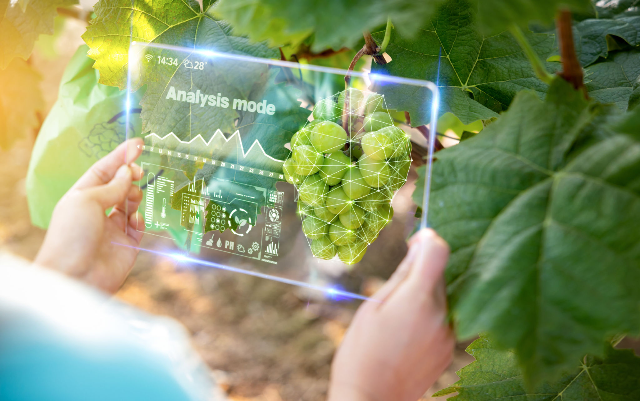 smart farm_grape smart farm_grape