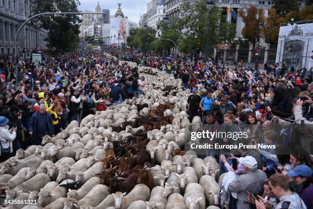 Flock of more than 1,000 sheep strolls through the center of Madrid during the Transhumance Festival, in Plaza Mayor, on October 23 in Madrid, Spain....