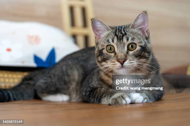 a chinese pastoral cat is lying on the ground and looking at the camera - amerikanisch kurzhaar stock-fotos und bilder