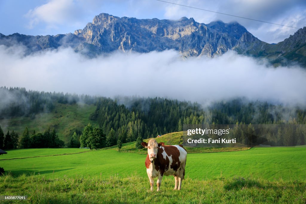 Kühe in den österreichischen Alpen