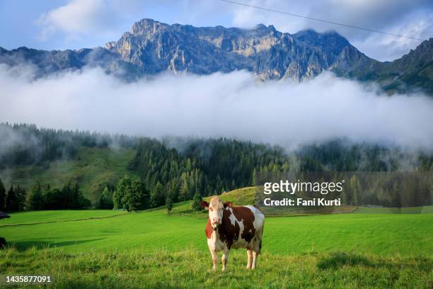 kühe in den österreichischen alpen - kuhglocke stock-fotos und bilder