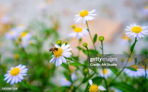 flowering of daisies. purple blossoms of african daisy. osteospermum. daisybushes blooming in the garden - margerite stock-fotos und bilder