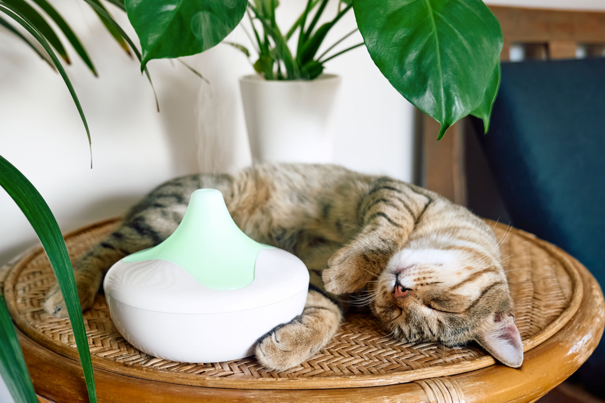 ultrasonic diffuser