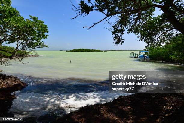 tropical island in greenish waters - pedernales stock pictures, royalty-free photos & images