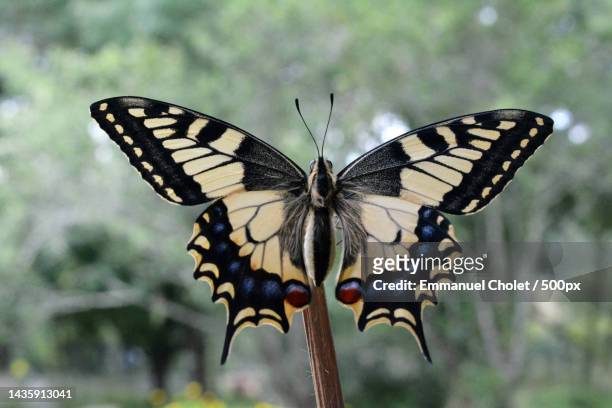 close-up of butterfly pollinating flower - old world swallowtail stock pictures, royalty-free photos & images