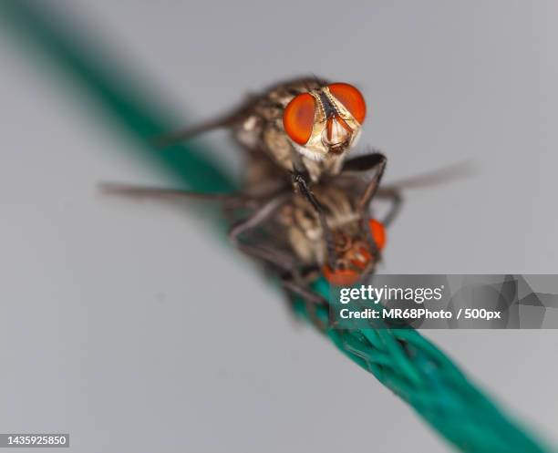 close-up of insect,brazil - animais 個照片及圖片檔