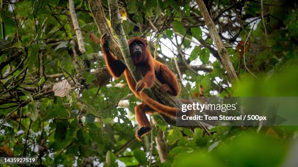 low angle view of howler red howler monkey hanging on tree,peru - howler stock pictures, royalty-free photos & images