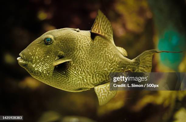 close-up of triggertropical saltwater grey triggerfish swimming in sea - grey triggerfish ストックフォトと画像