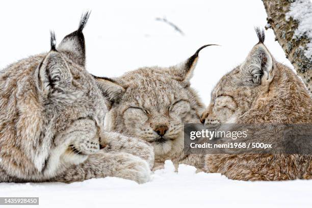 close-up of snow on white background,langedrag nature park,tunhovd,norway - eurasian lynx stock pictures, royalty-free photos & images