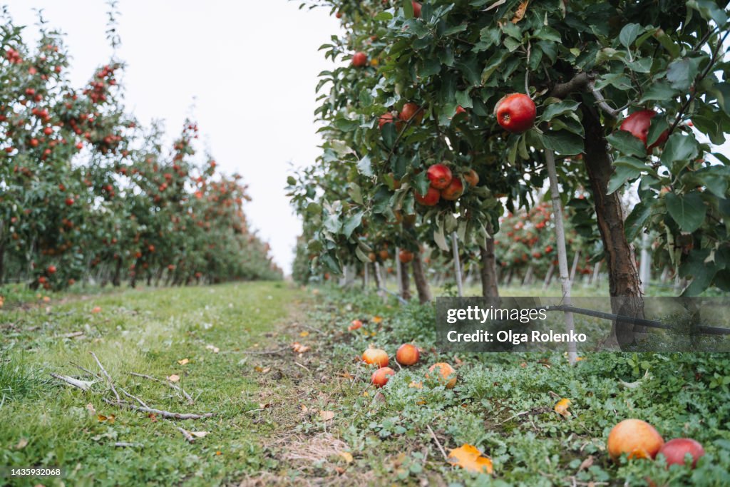 Apple's Getting Ripe Apple Orchard Rows Of Apple Trees With Ripe Red Falling Apples In ...