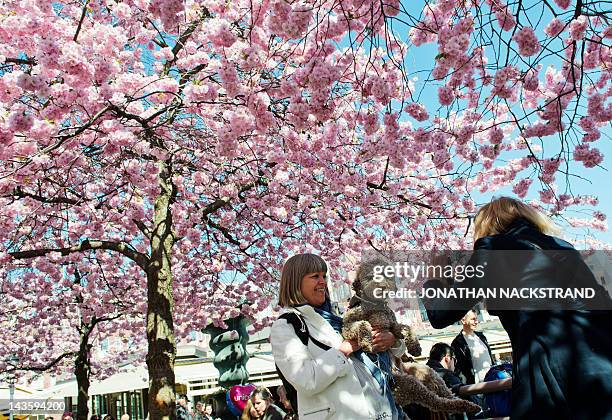 Women photograph their dog under cherry trees in full blossom at Kungstradgarden park in Central Stockholm on April 30, 2012. AFP PHOTO/JONATHAN...