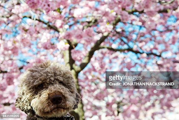 Dog looks on under cherry trees in full blossom at Kungstradgarden park in Central Stockholm on April 30, 2012. AFP PHOTO/JONATHAN NACKSTRAND