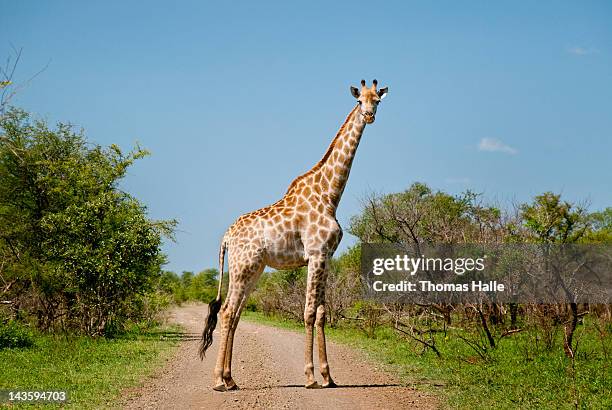 giraffe blocking way - girafe photos et images de collection
