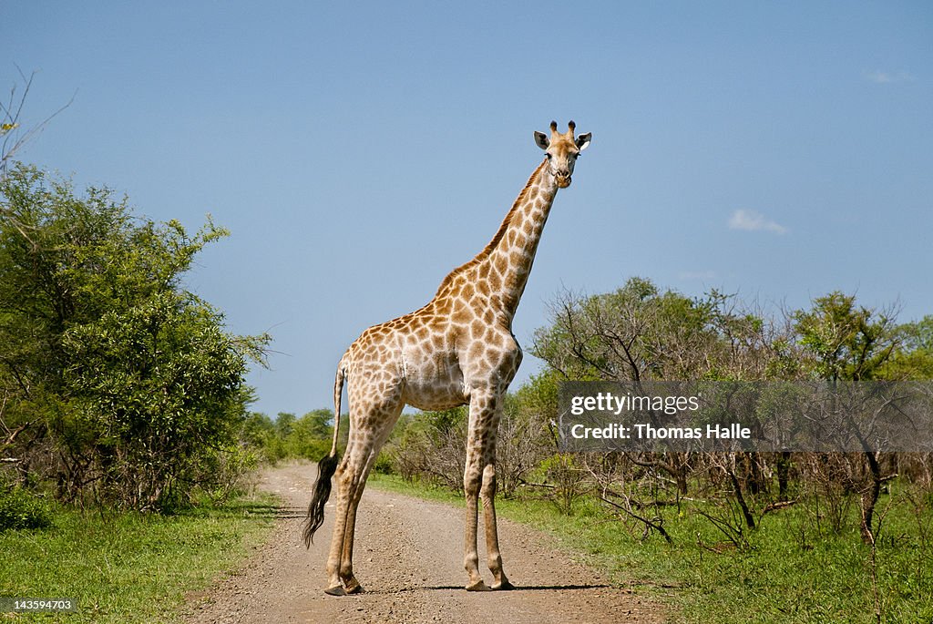 Giraffe blocking way