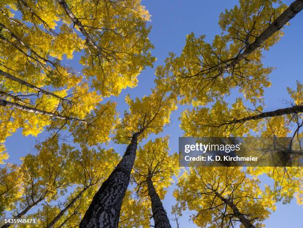looking up at yellow tree tops in autumn - treetop stock pictures, royalty-free photos & images