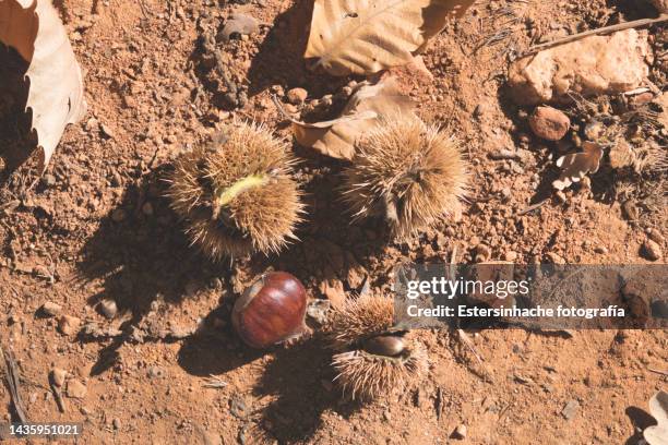 photograph of a series of fallen chestnuts on the ground, in autumn - leon boden stock-fotos und bilder