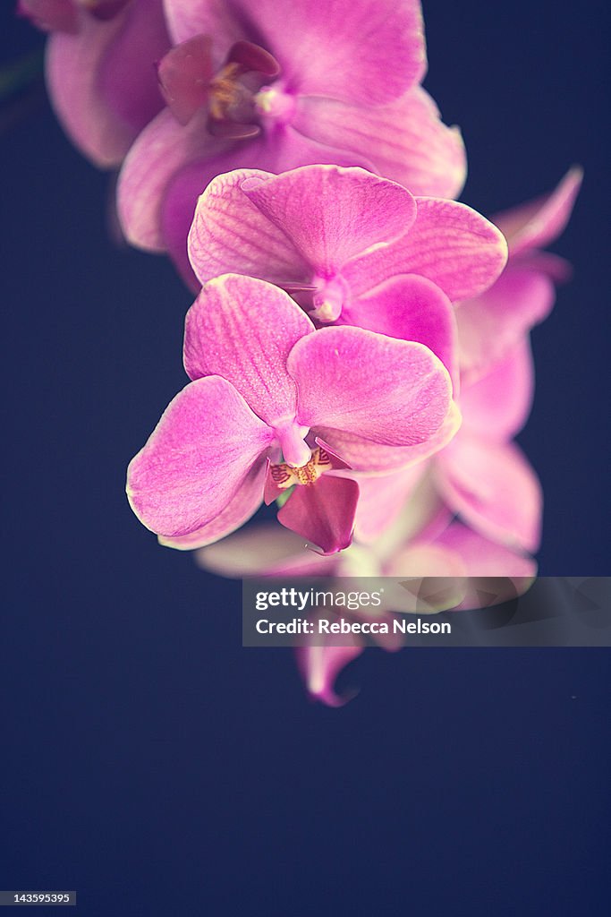 Magenta Orchid