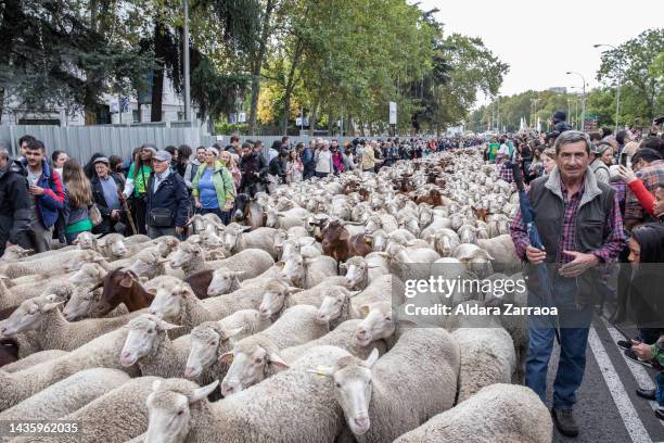 Shepherd walks with sheep during The Transhumance Festival on October 23, 2022 in Madrid, Spain. Since 1994 the Festival has advocated the role of...