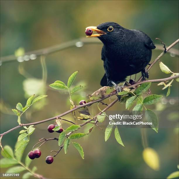 red berry, black bird - crow bird 個照片及圖片檔
