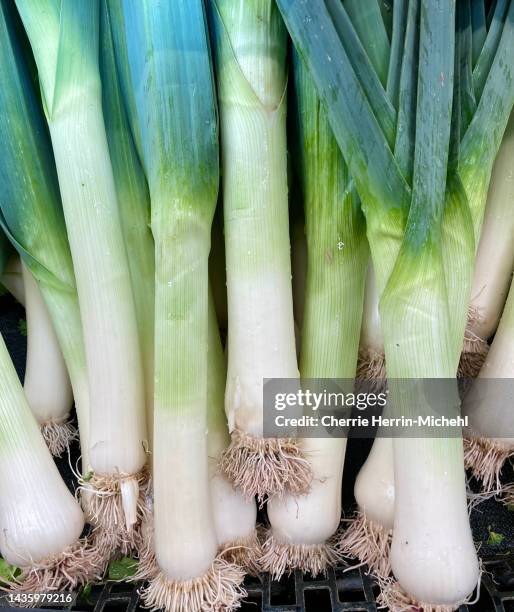 luscious leeks - poireau photos et images de collection