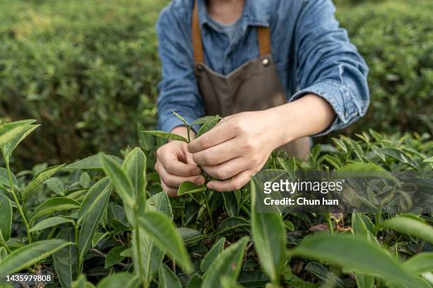 a female farm worker inspected the growth of tea in the tea garden - harvesting herbs stock pictures, royalty-free photos & images