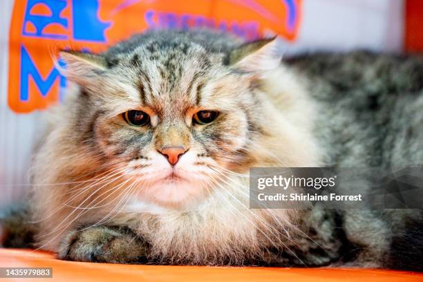 Musrafy Kazimir, a male Siberian cat, relaxes in their pen during the GCCF Supreme Show 2022 at NAEC on October 22, 2022 in Stoneleigh, England.