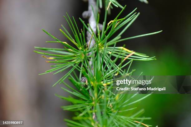 branch with green needles in detail - coniferous tree foto e immagini stock