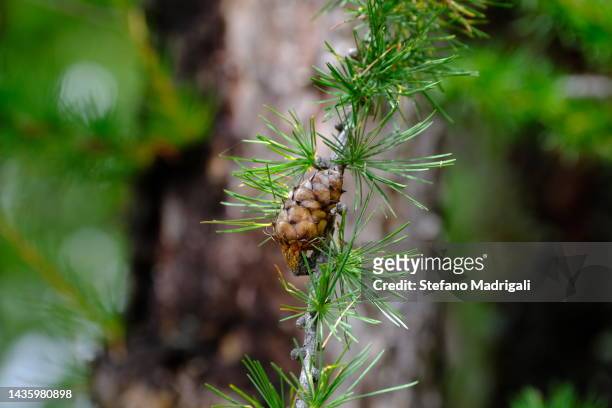 branch with green needles in detail - forest fire close up stock pictures, royalty-free photos & images