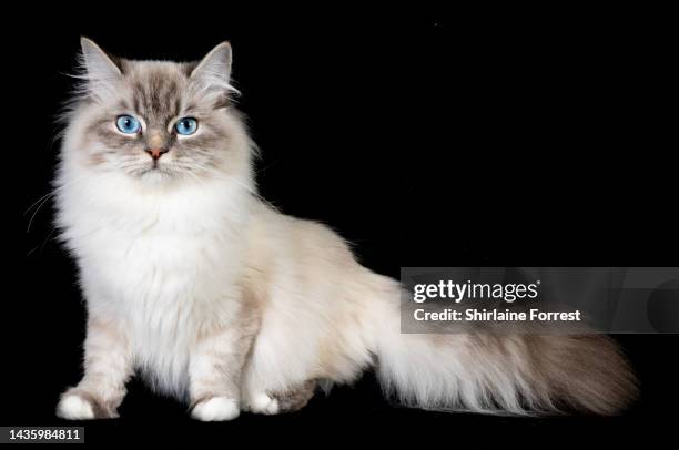 Kaya, a blue tabby point with white Siberian cat, is seen in a studio portrait during the GCCF Supreme Show 2022 at NAEC on October 22, 2022 in...