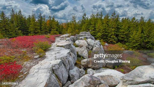 dolly sods, west virginia - west virginia scenic stock pictures, royalty-free photos & images