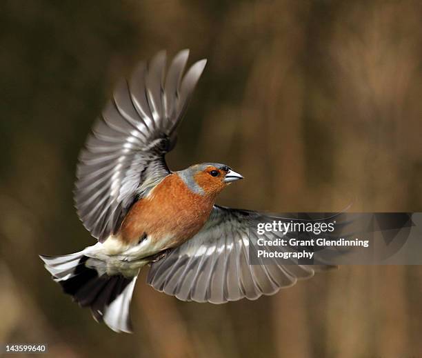 fringilla coelebs in flight - grant glendinning stock-fotos und bilder