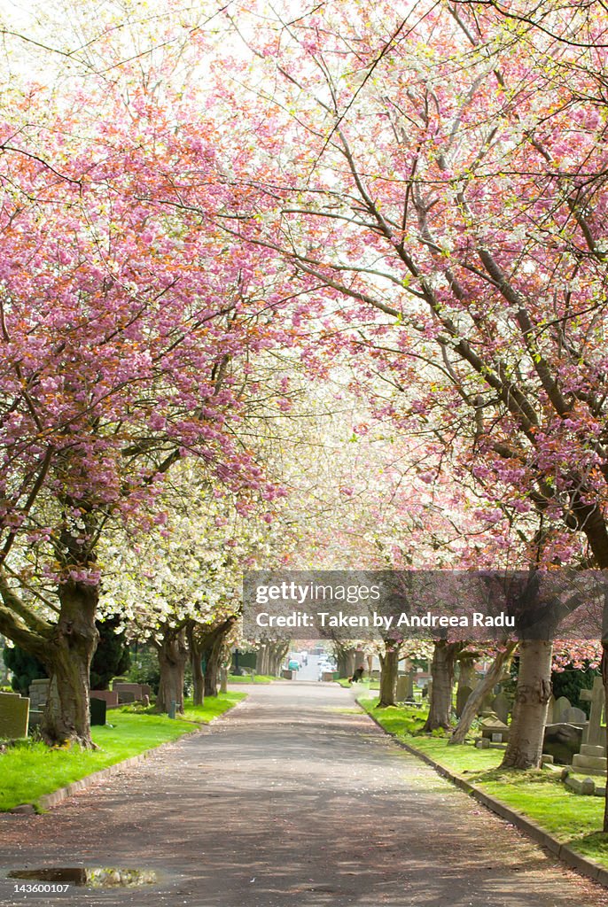 Trees in full bloom