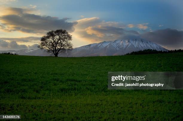 cherry blosssom - shizukuishi stock pictures, royalty-free photos & images