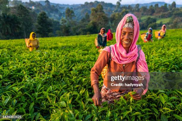 african women plucking tea leaves on plantation, east africa - east african stock pictures, royalty-free photos & images