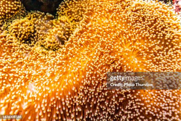 close up of bright orange soft coral head pattern underwater - 水生生物 個照片及圖片檔